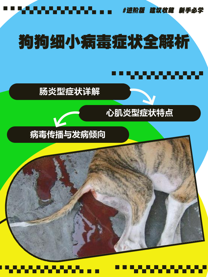 细小病毒的治疗 细小病毒的治疗费用