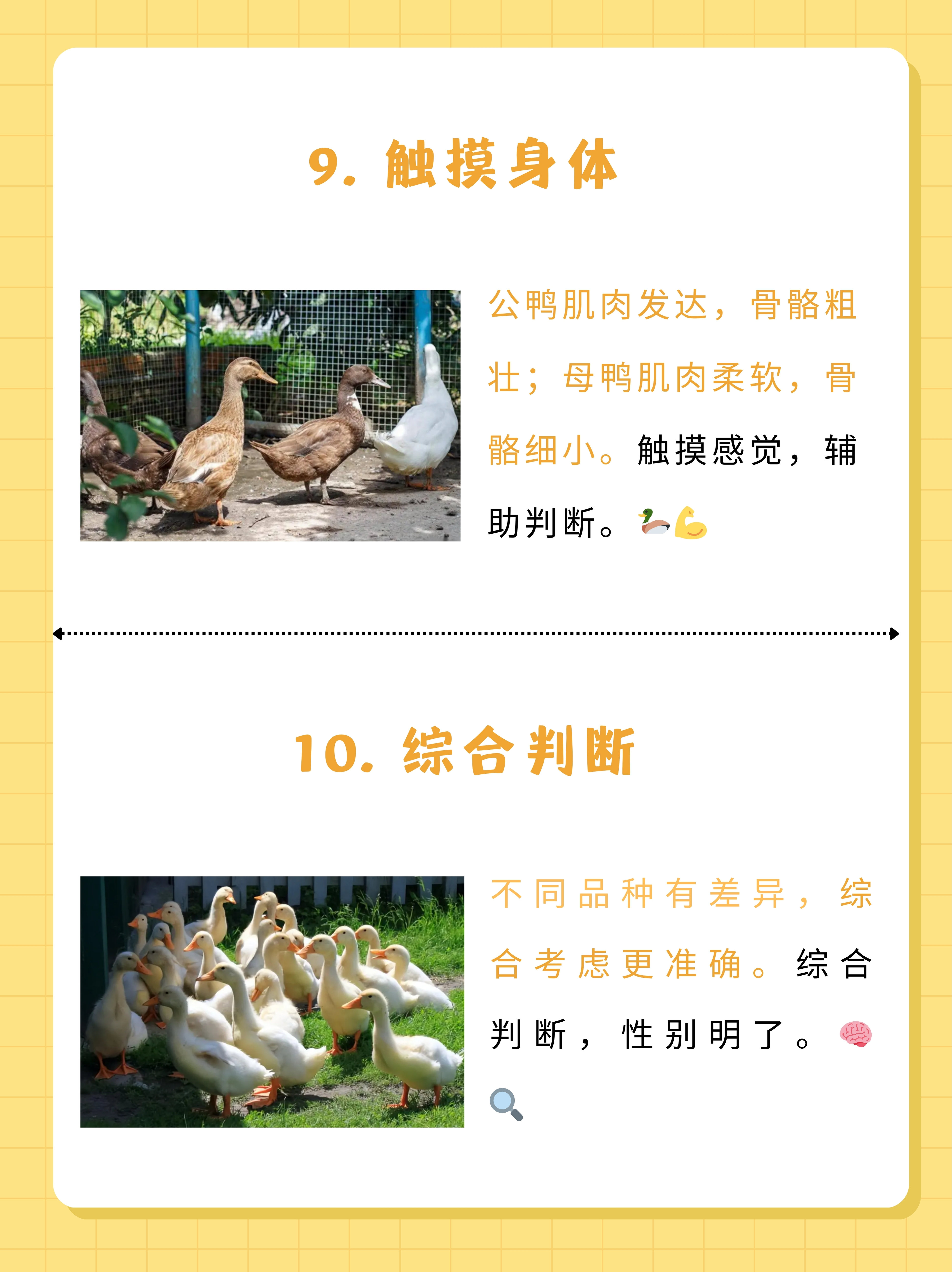 鹅和鸭子的区别 鹅和鸭子的区别有哪些