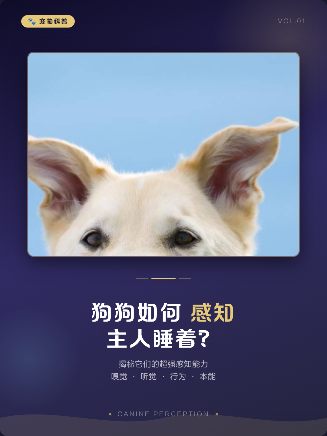 如何带宠物睡觉 带宠物晚上怎么住