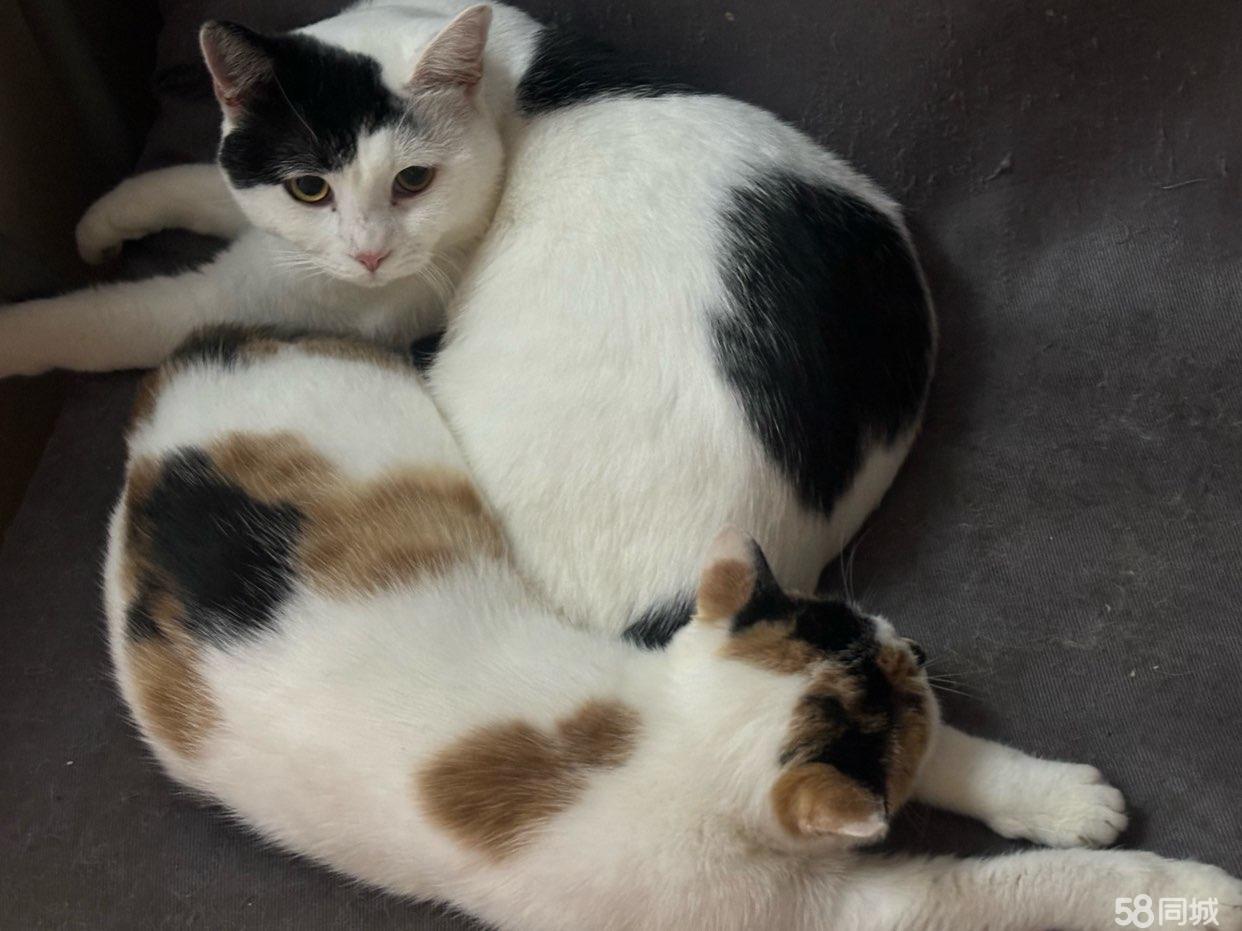 沈阳宠物猫交易 沈阳卖猫网 宠物猫交易