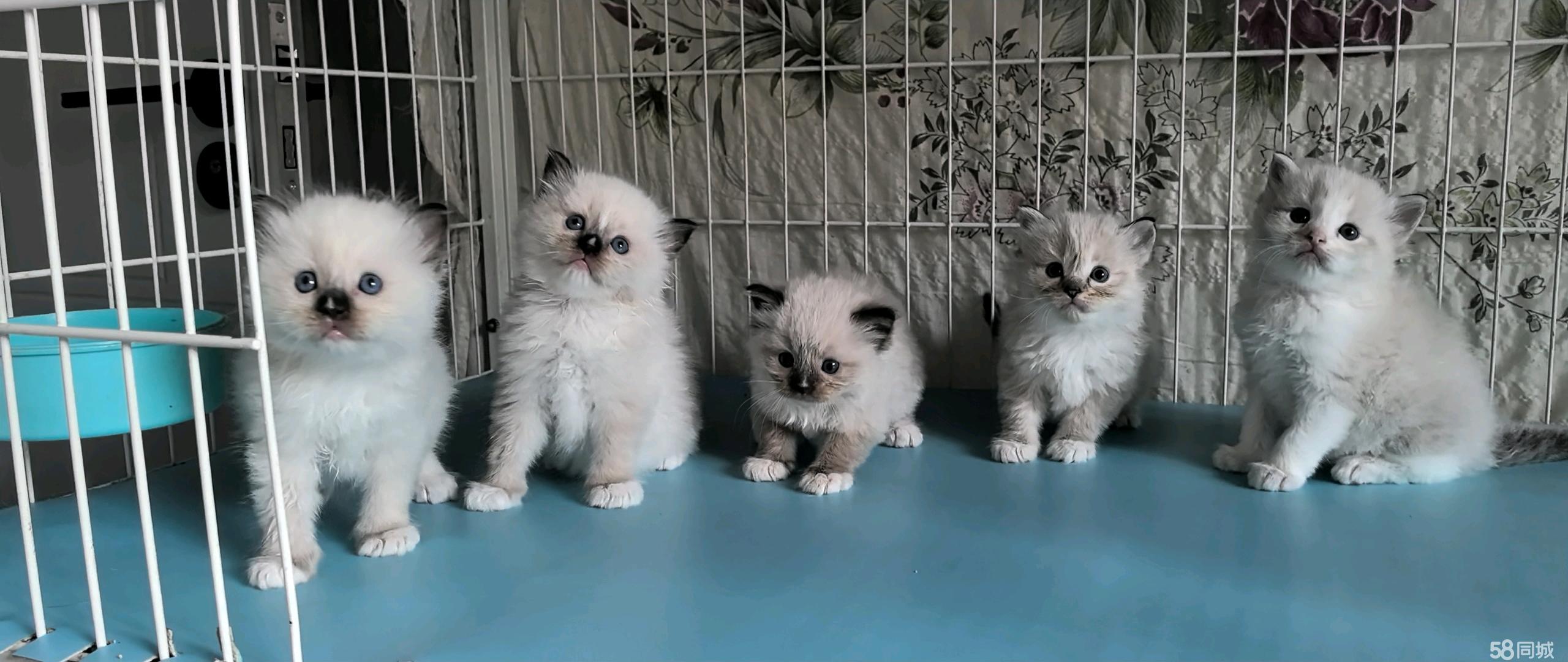 沈阳宠物猫交易 沈阳卖猫网 宠物猫交易