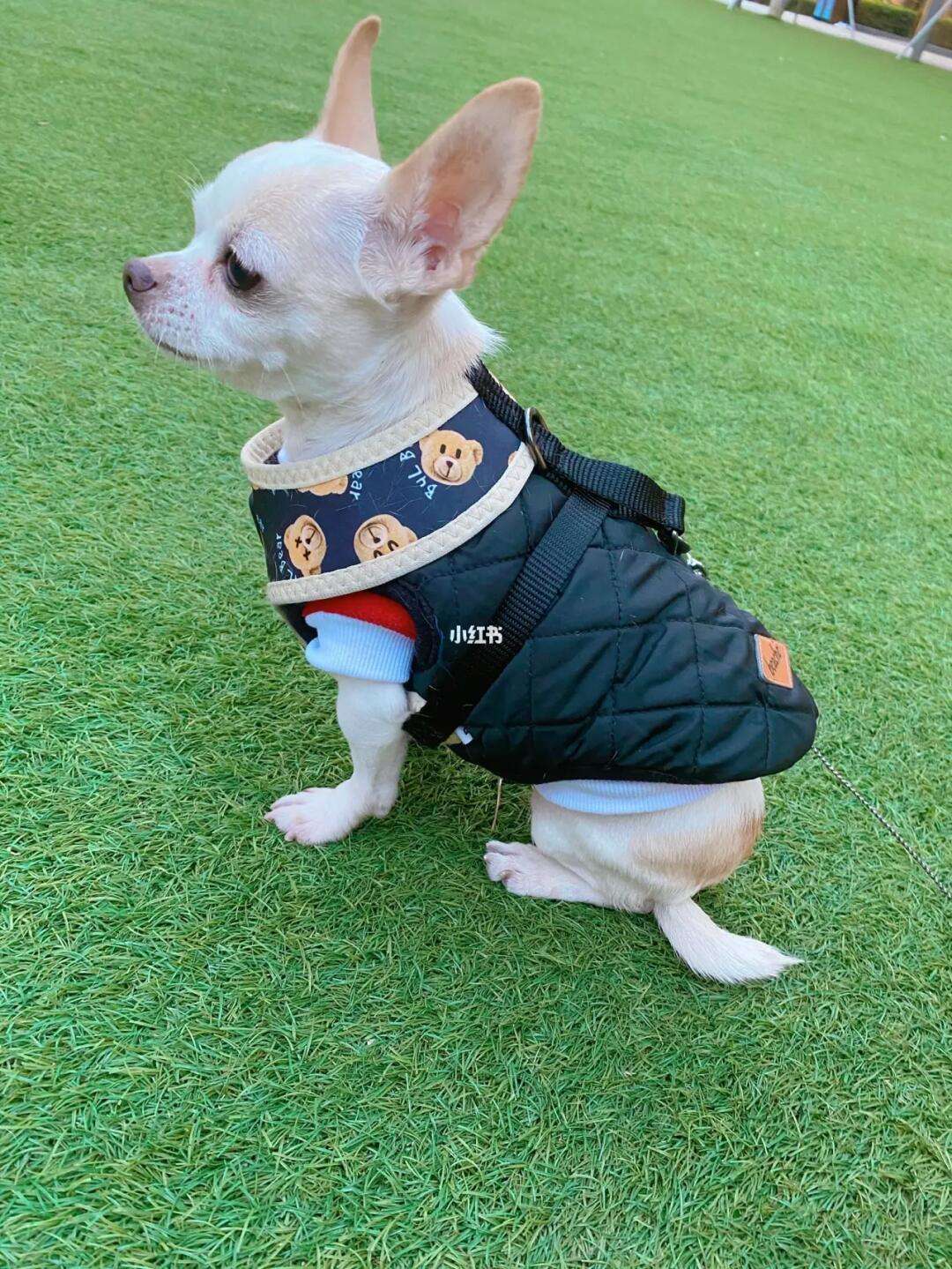 欢想家宠物 欢享家宠物店图片