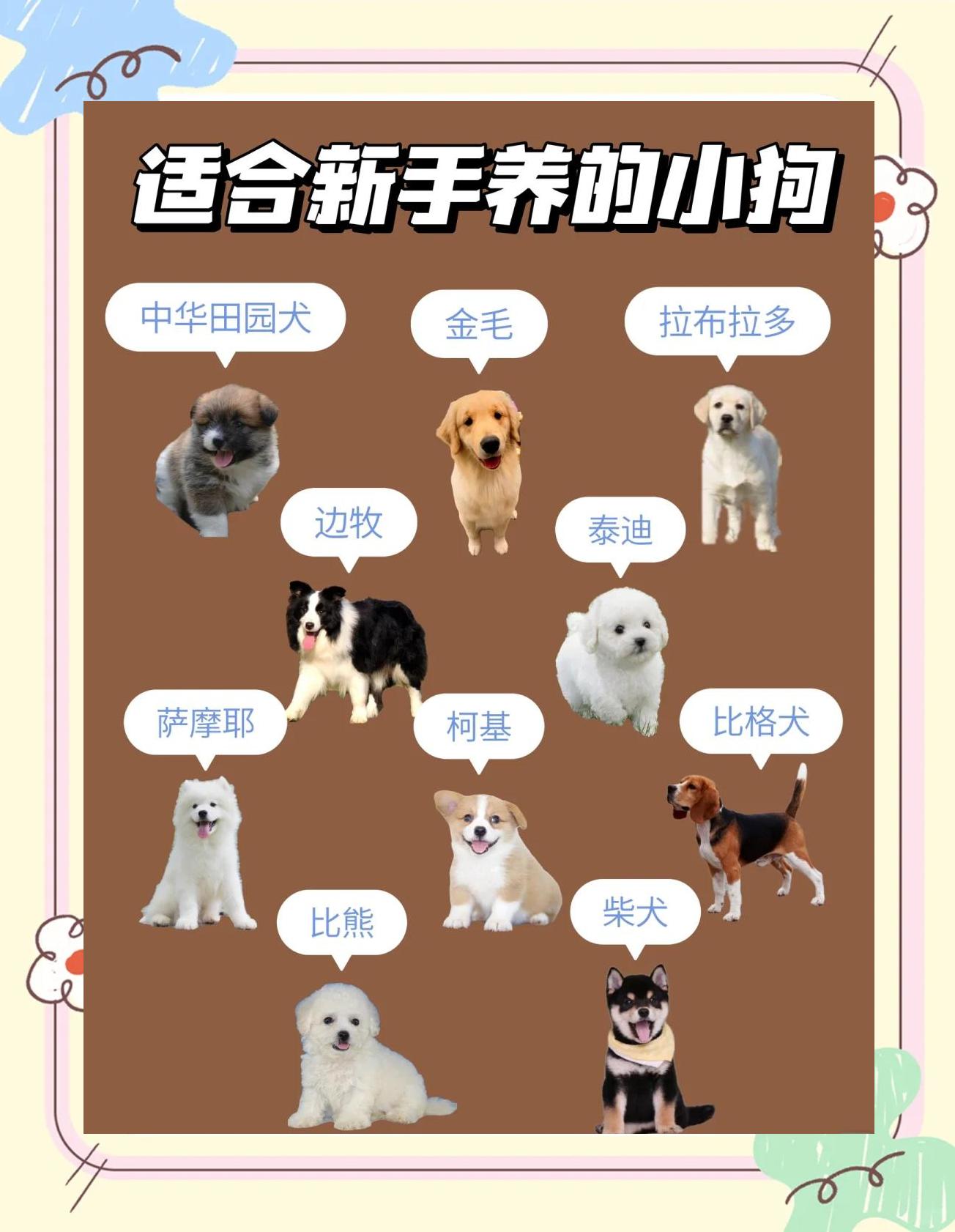 一般买宠物狗去哪买好 买宠物狗狗一般在哪里买