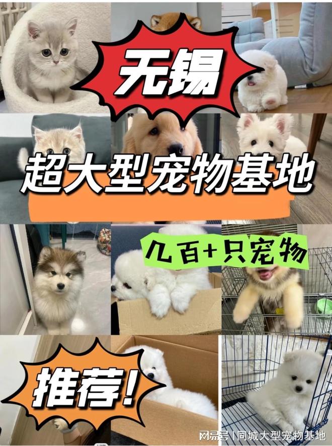 一般买宠物狗去哪买好 买宠物狗狗一般在哪里买