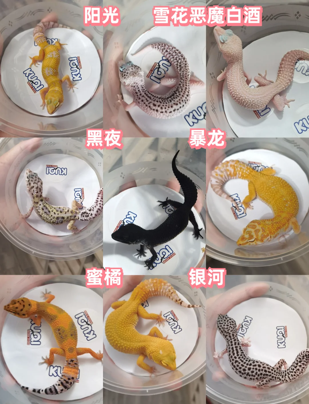 宠物守宫种类价格 宠物守宫种类价格图片