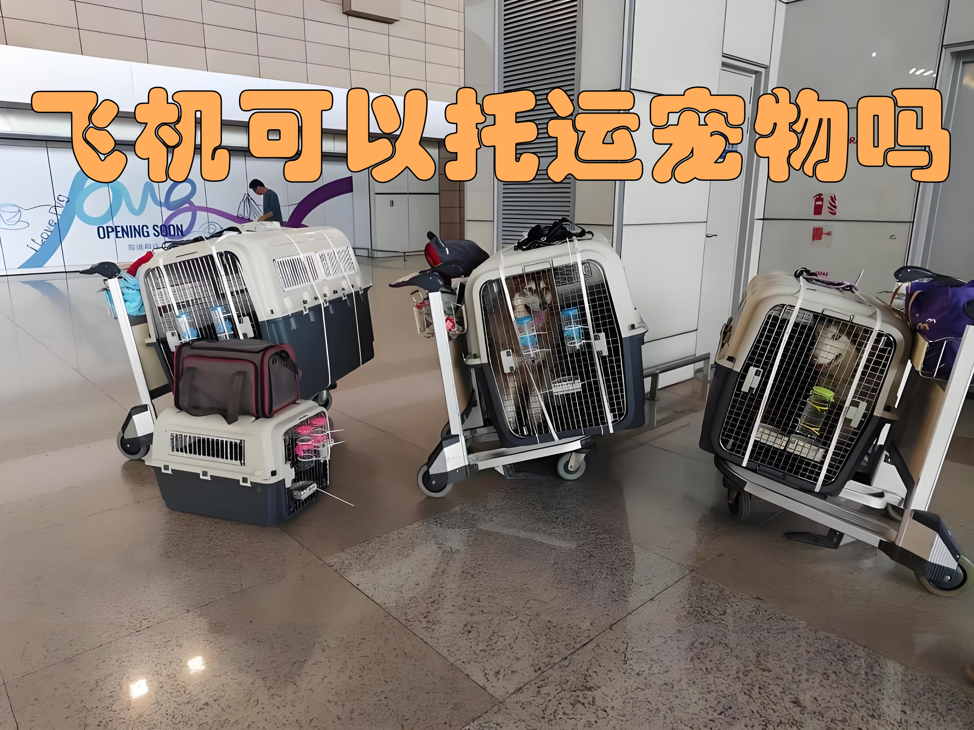 航空公司托运宠物 航空公司托运宠物怎么办理