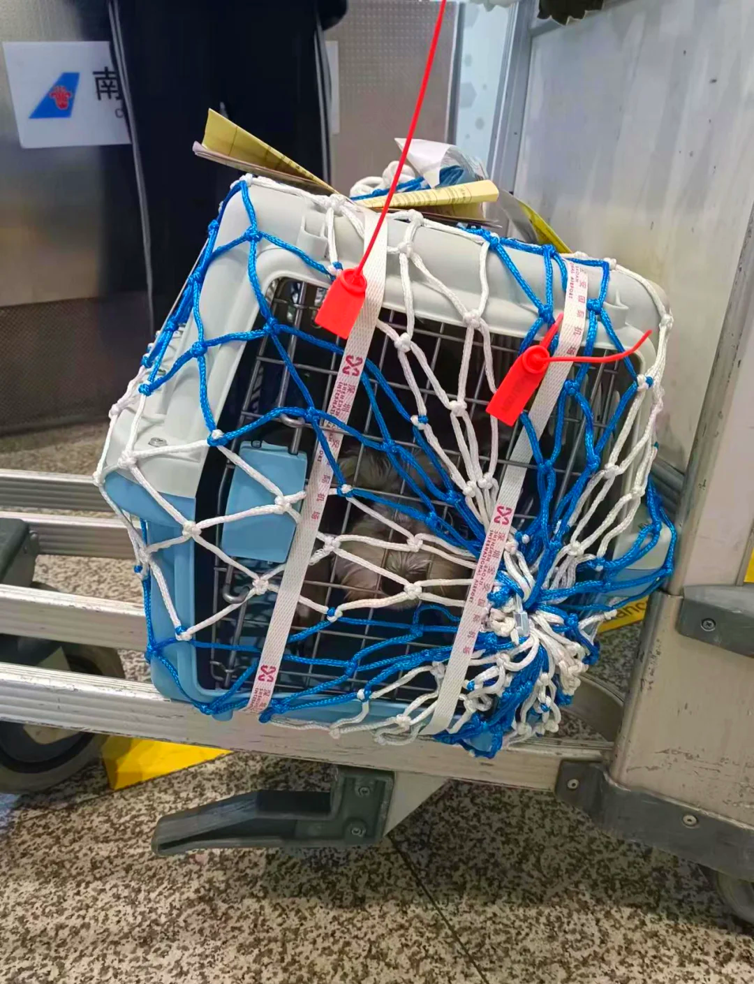 航空公司托运宠物 航空公司托运宠物怎么办理
