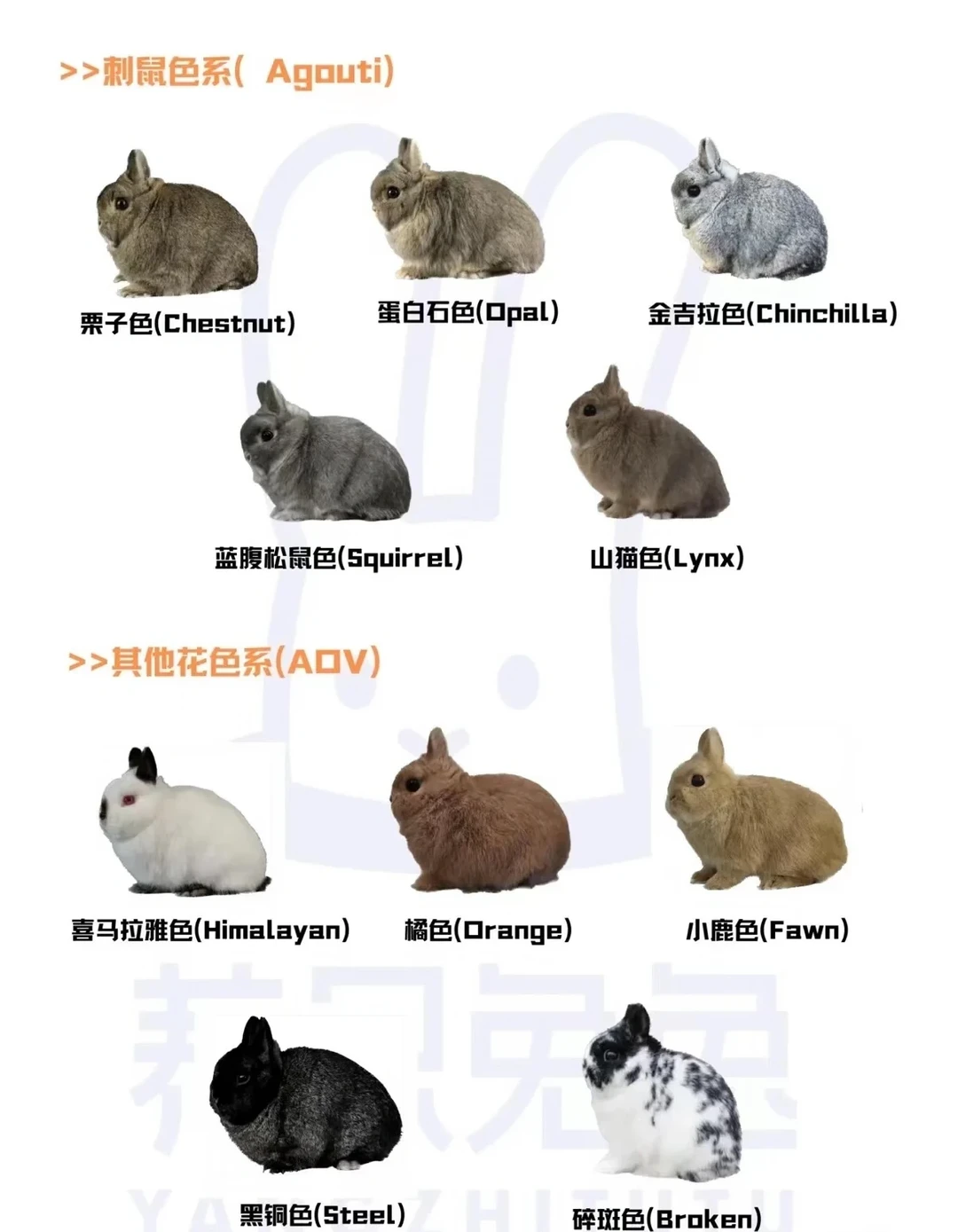 宠物兔品种哪个好 宠物兔品种排名