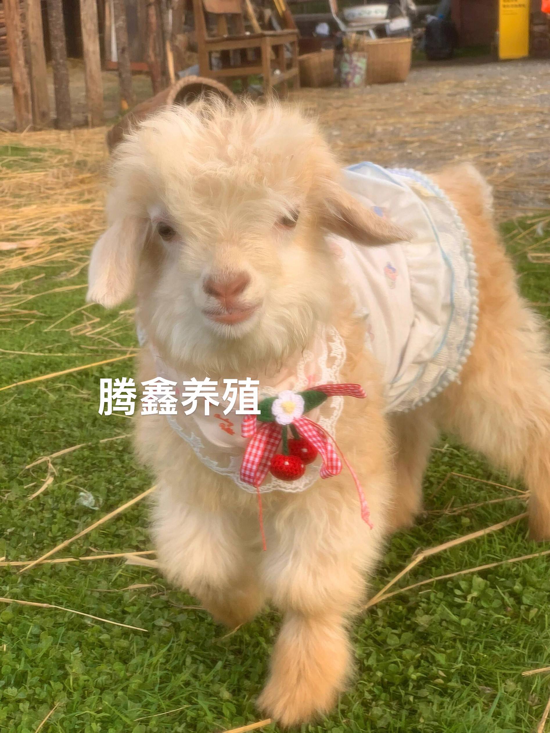 许昌宠物赠送 许昌宠物店收费价格表