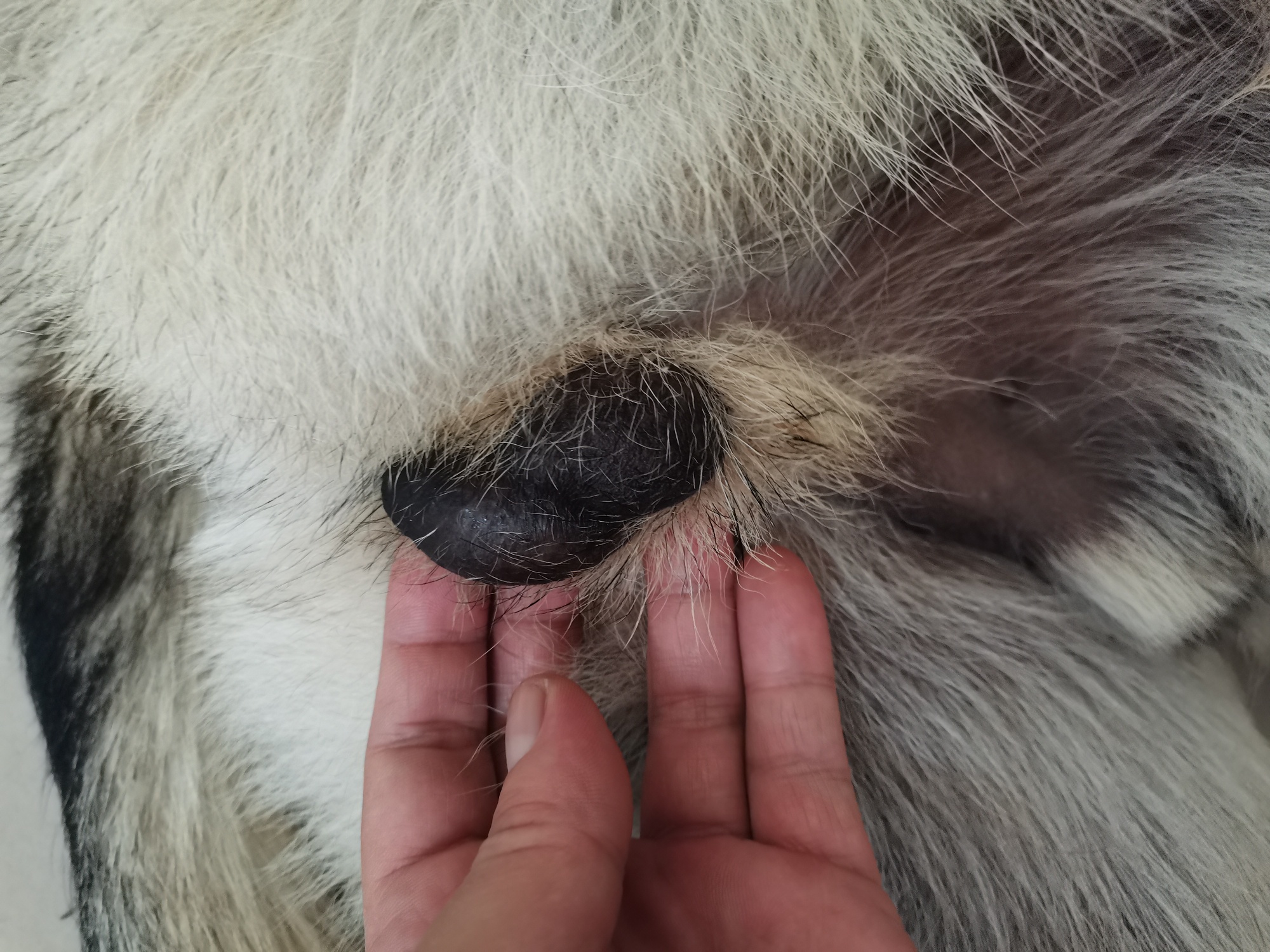 江阴丁丁宠物 江阴宠物领养江阴宠物赠送