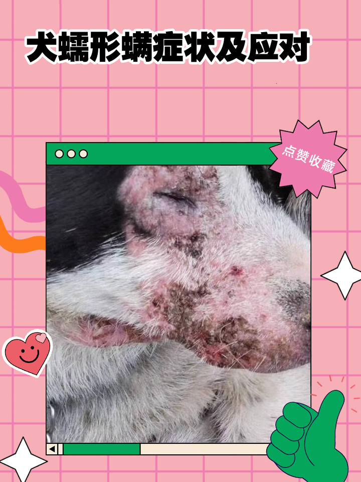 宠物过敏鼻炎 宠物过敏鼻炎症状