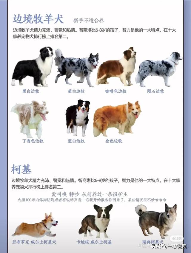 宠物狗名称大全 100个霸气白狗名字