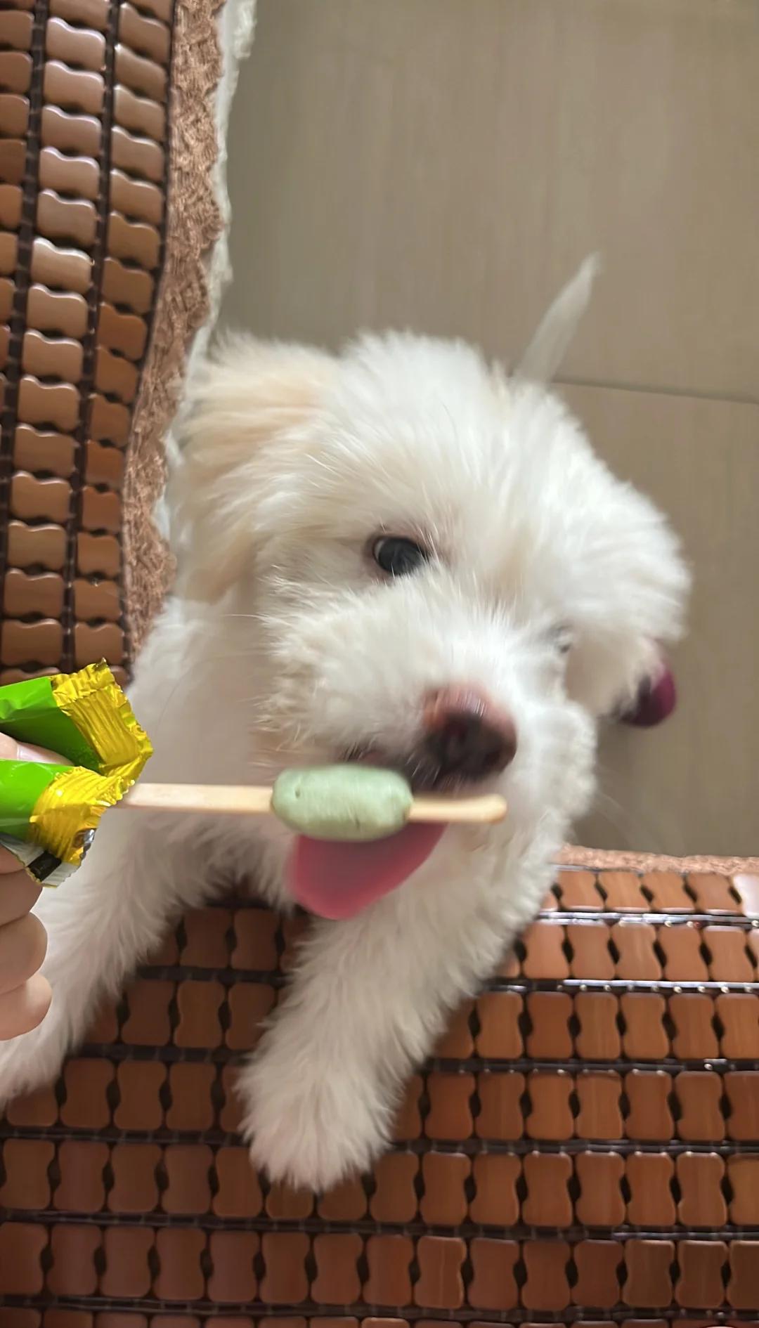 宠物串串犬 串串宠物什么意思