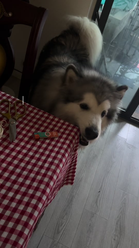 狗能吃虾皮吗 狗能吃虾皮嘛