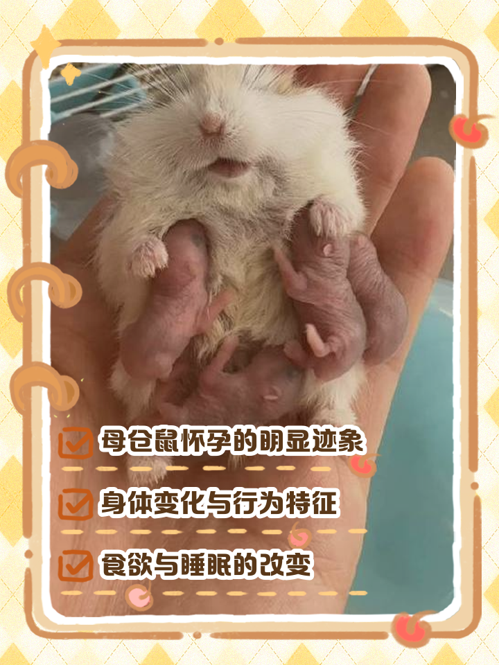 仓鼠的寿命有多长 仓鼠的寿命有多长时间呢 不吃不喝