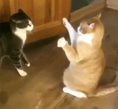 猫打架的叫声 猫打架的叫声播放