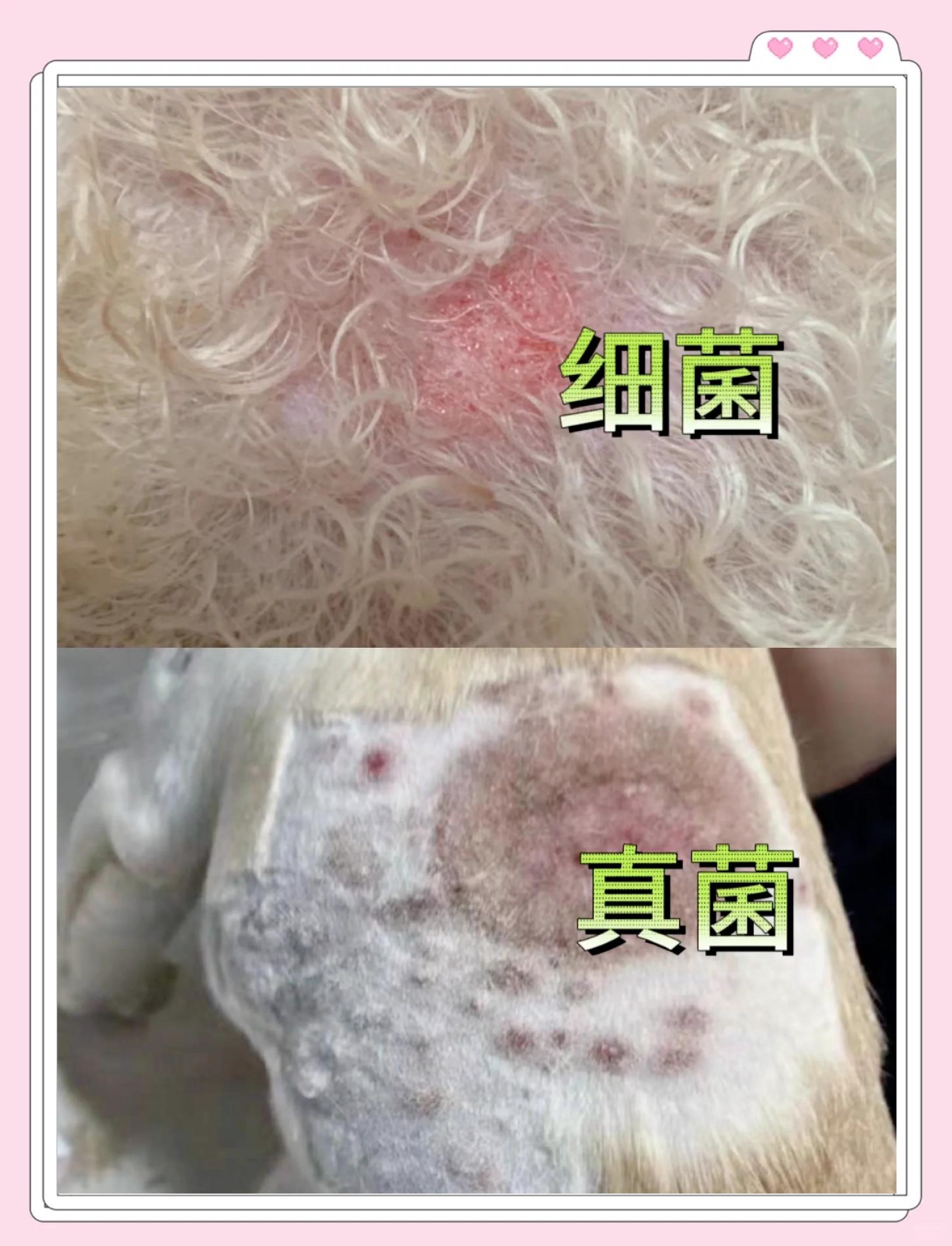 宠物猴细菌 宠物猴有传染病吗