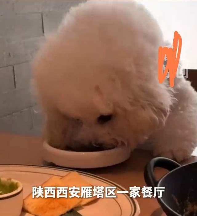 宠物进入餐厅 宠物进入餐厅 公安