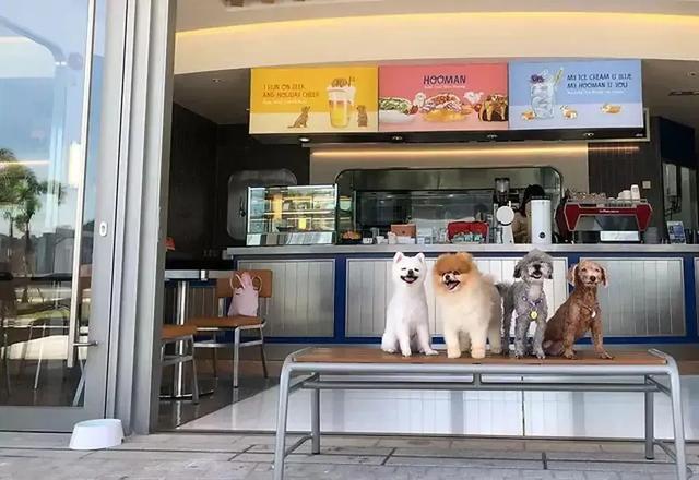 宠物进入餐厅 宠物进入餐厅 公安