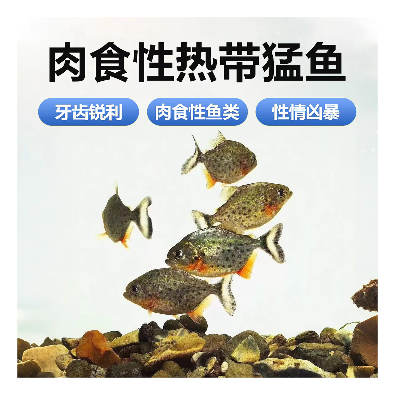 肉食的宠物 肉食宠物有哪些