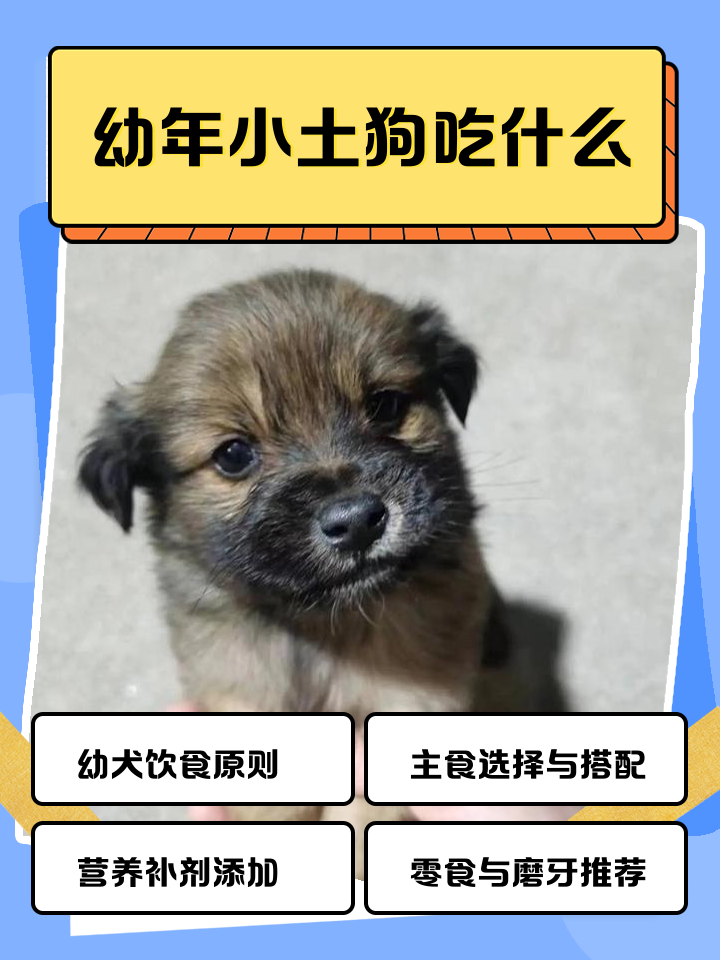 小狗可以吃豆腐吗 狗狗可以吃豆腐不?