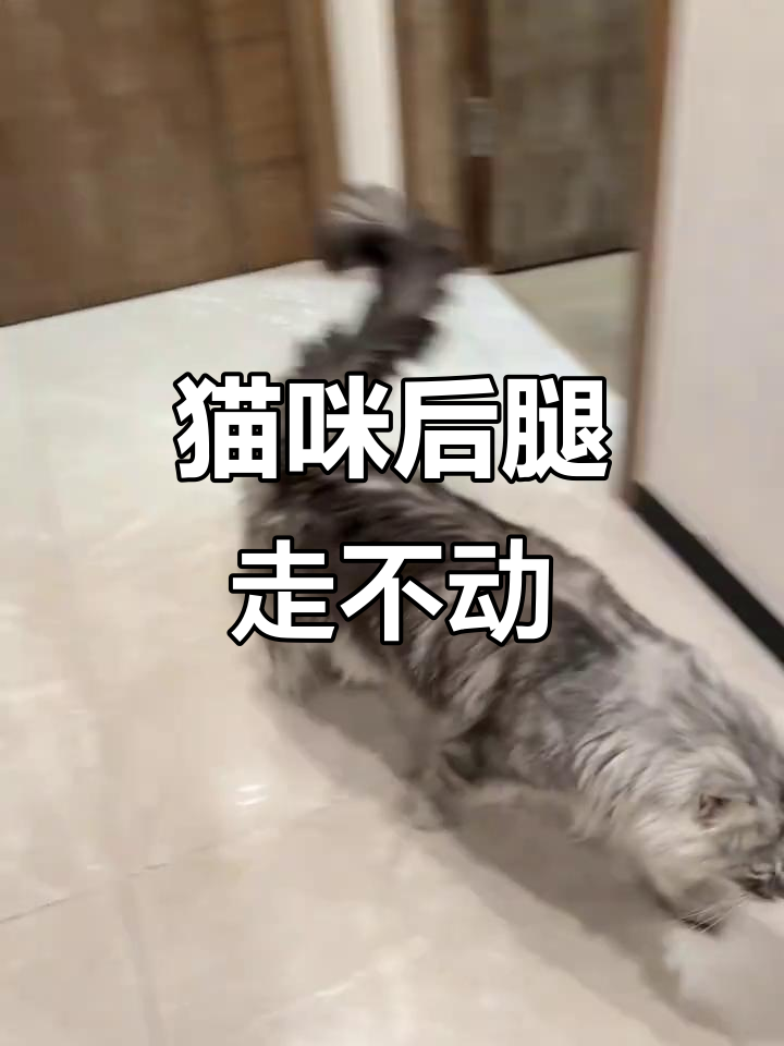 猫后腿无力是猫瘟 猫后腿无力是猫瘟的症状吗