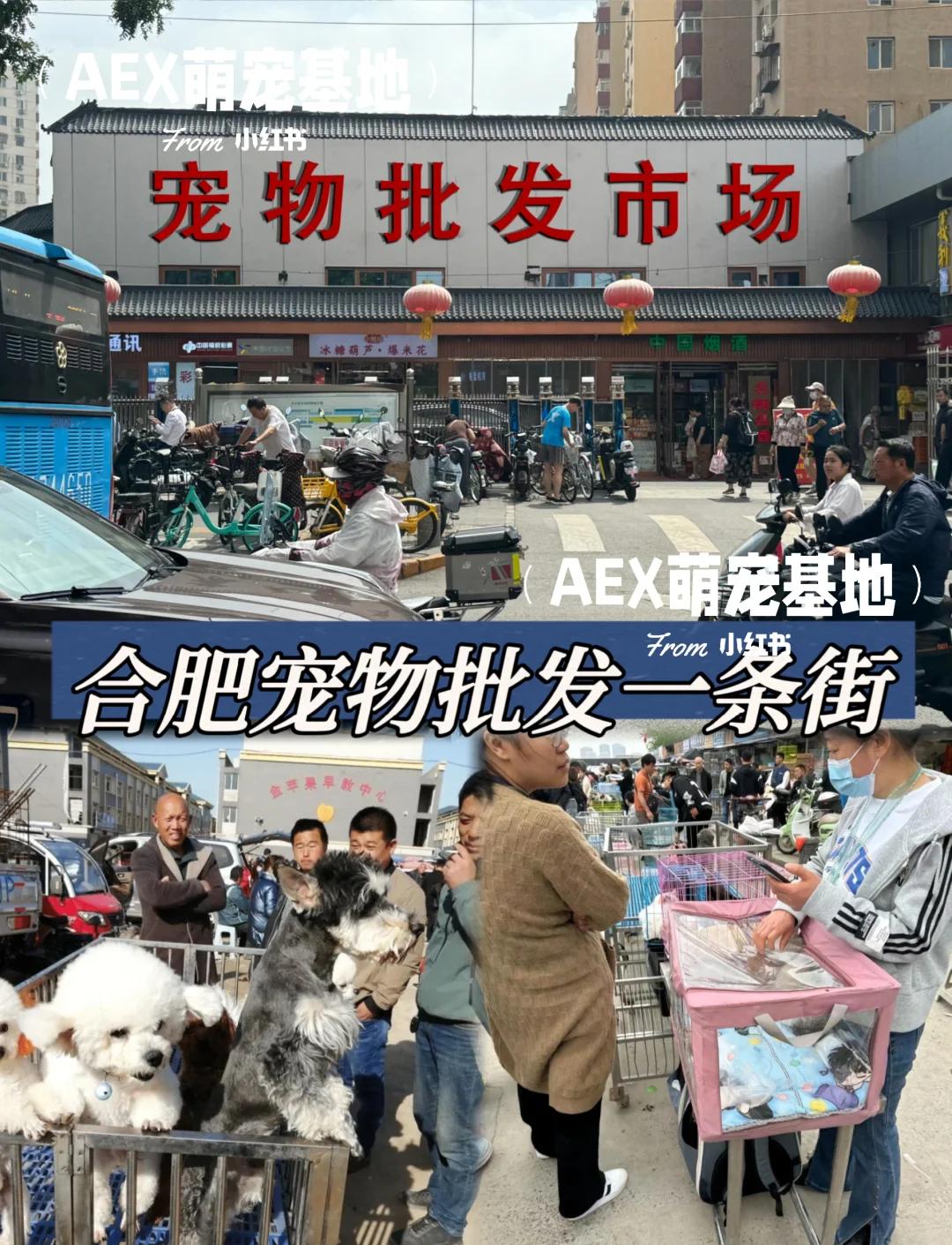 合肥的宠物市场 合肥宠物市场一条街