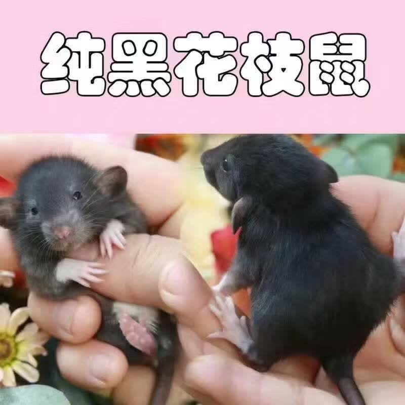 适合养在宿舍的宠物 适合养在宿舍的宠物有哪些