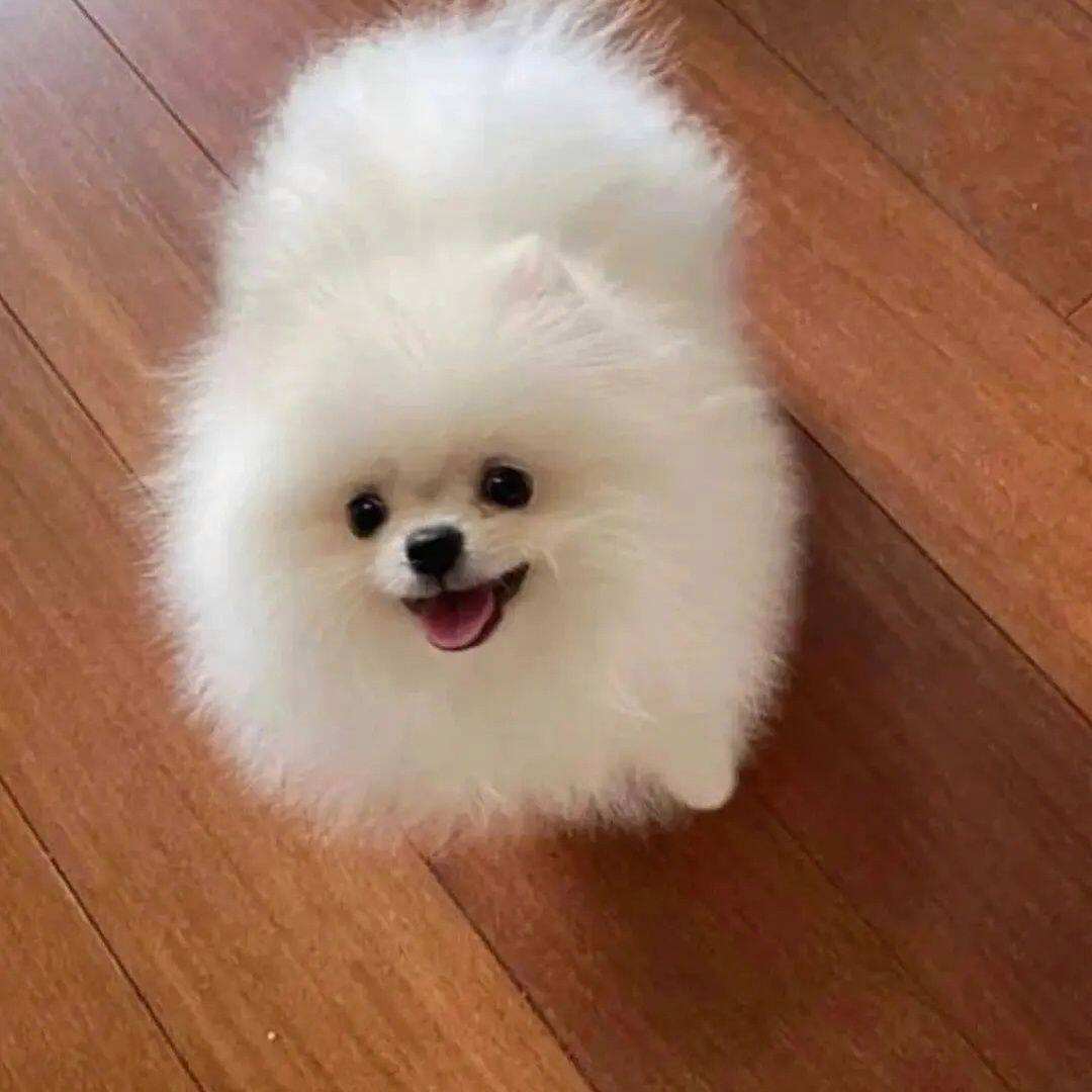 俊介是什么品种 俊介犬好养吗,爱叫吗