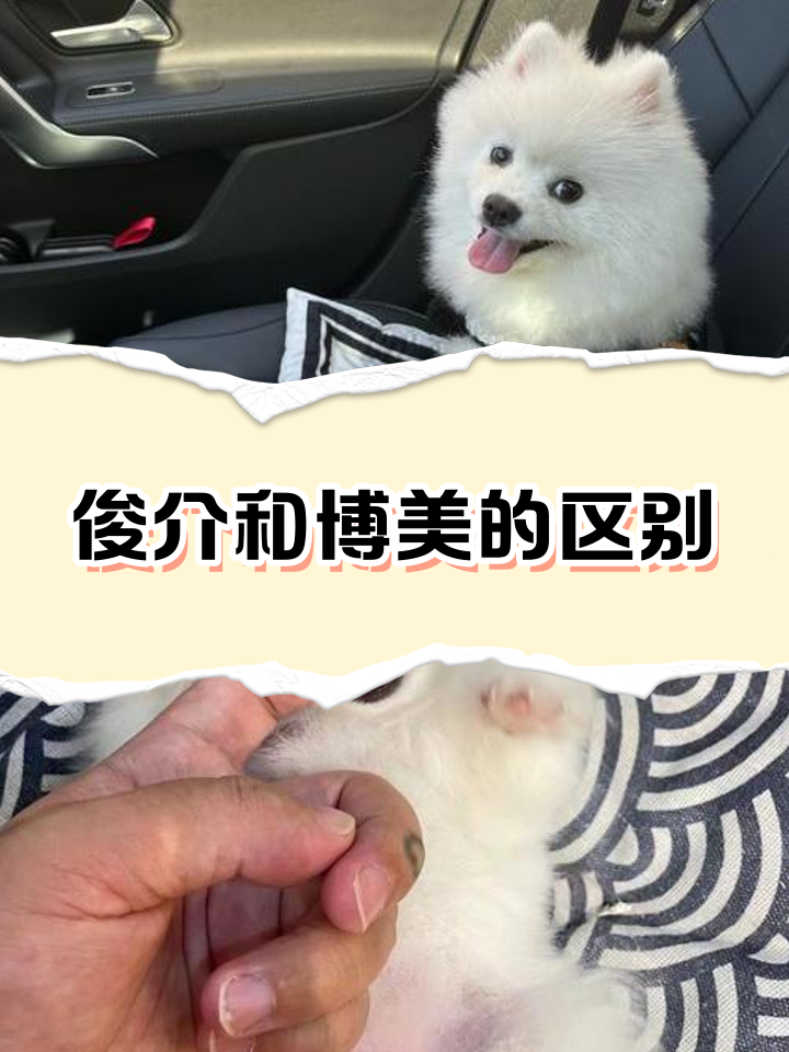 俊介是什么品种 俊介犬好养吗,爱叫吗