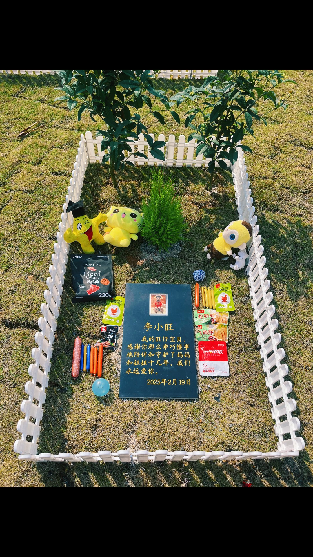 宠物活化中心 宠物活化中心是干嘛的