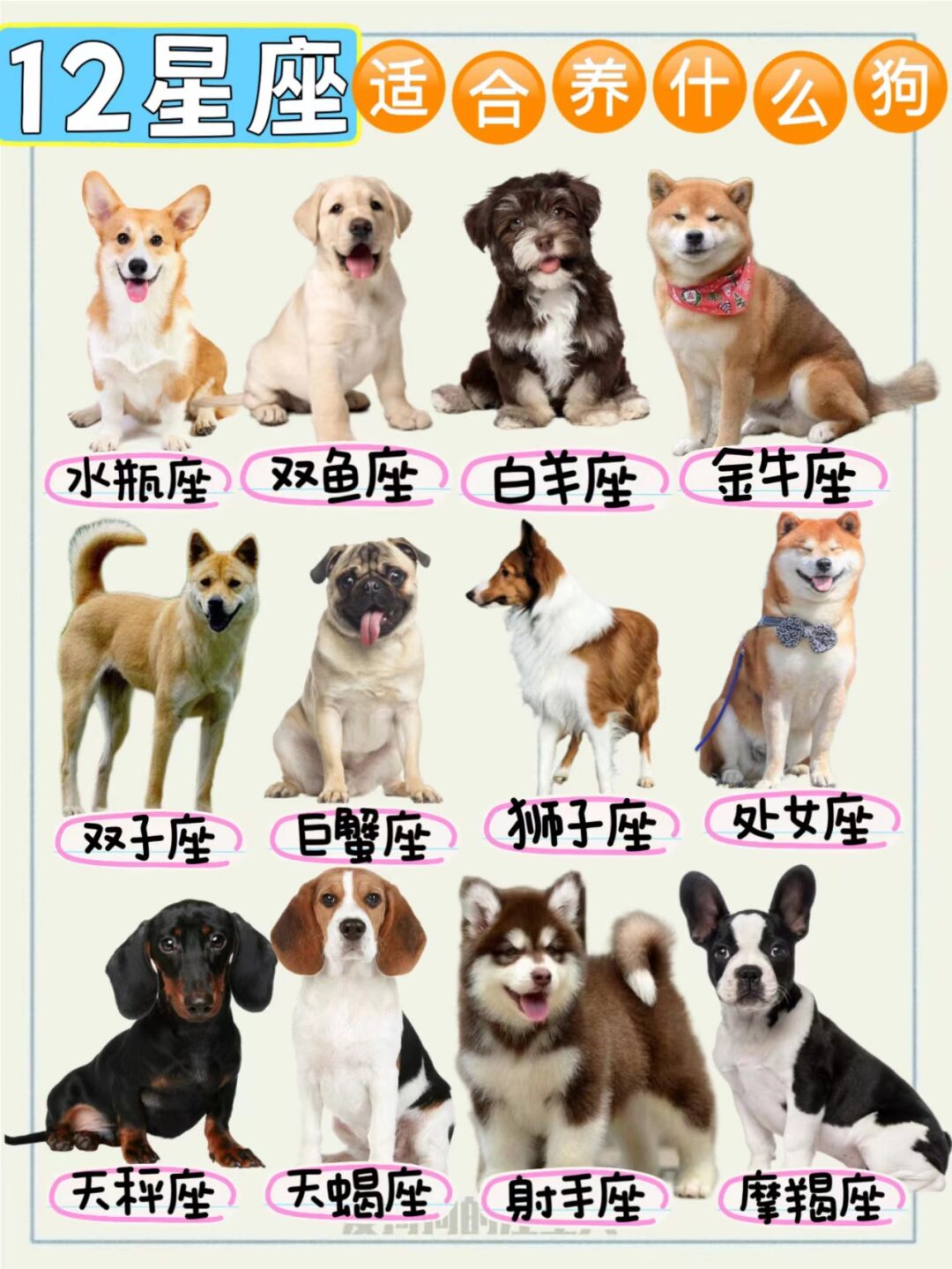 十二星座适合什么宠物 十二星座适合什么样的宠物