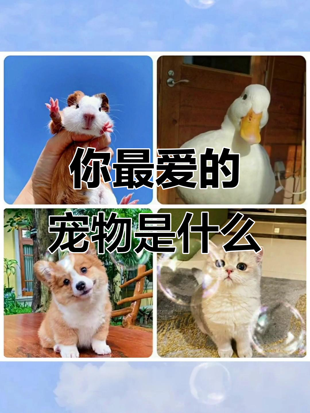 十二星座适合什么宠物 十二星座适合什么样的宠物