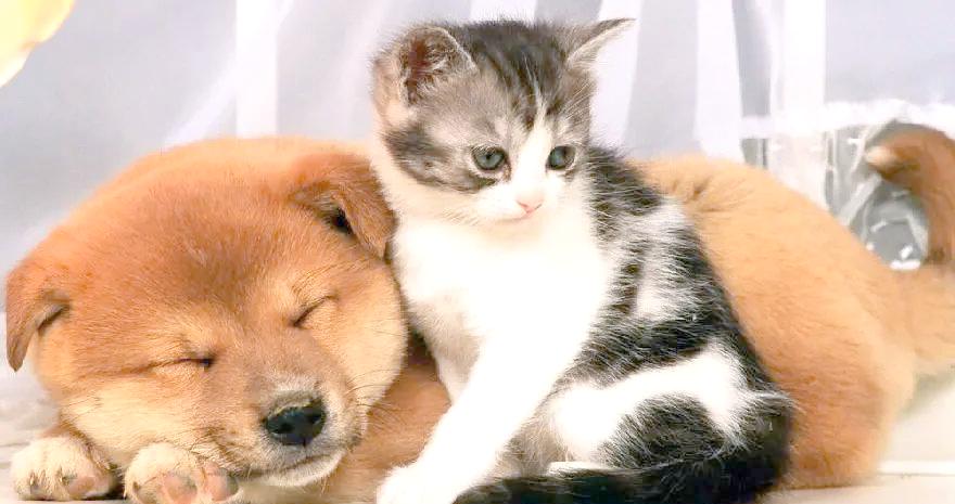猫咪伴侣宠物 猫咪伴侣级和宠物级的区别