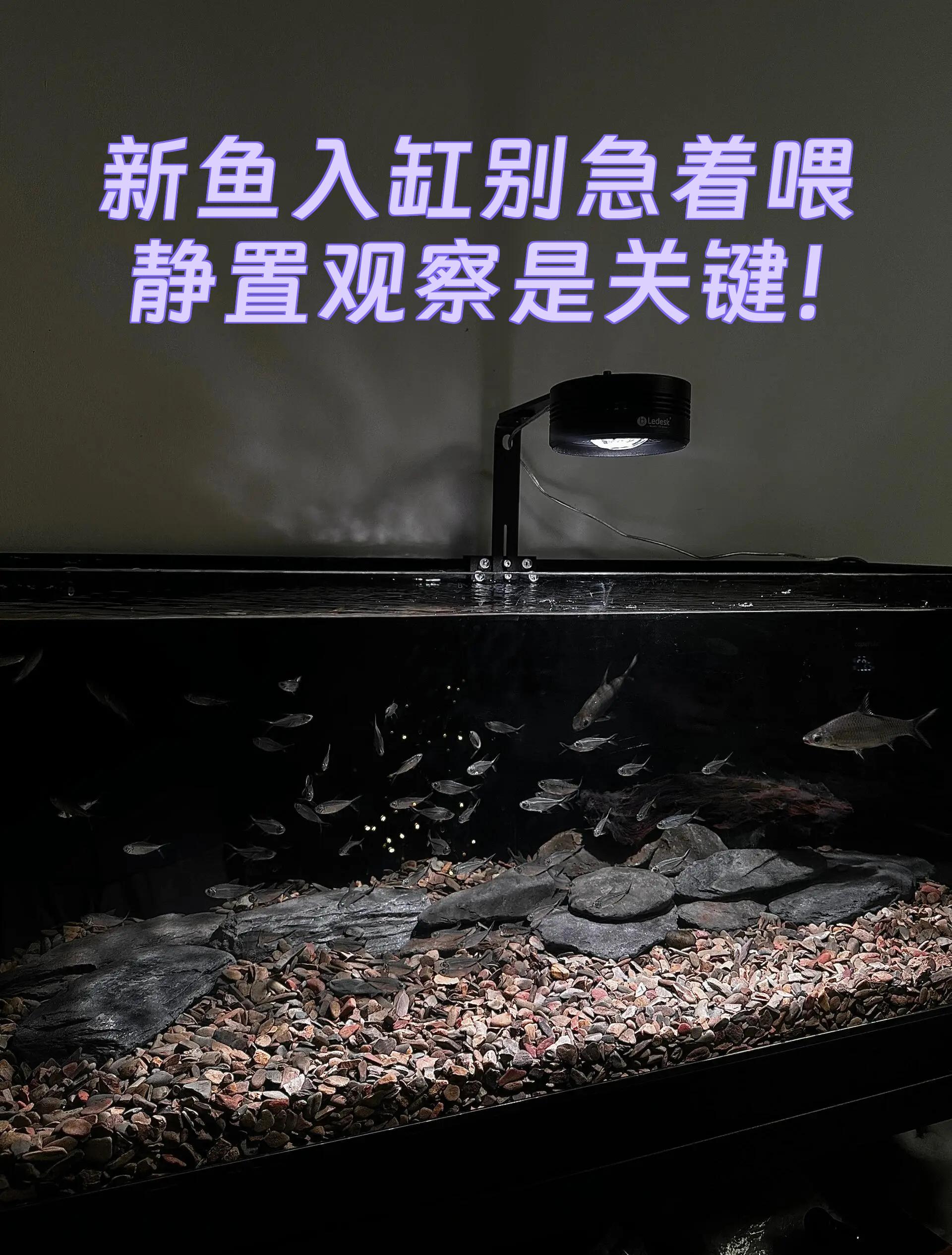 新鱼入缸多久喂食 新鱼入缸多久喂食合适