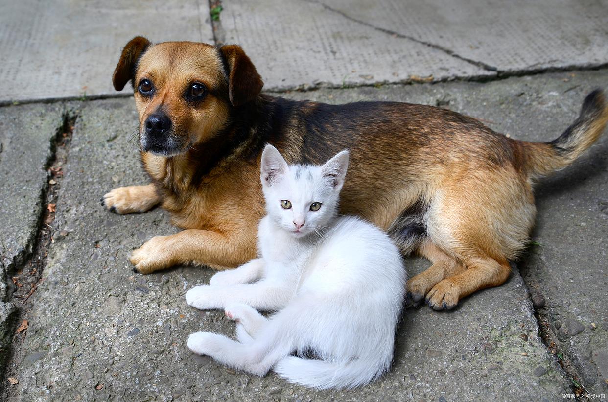 求收养宠物 求收养宠物猫本人不想喂了