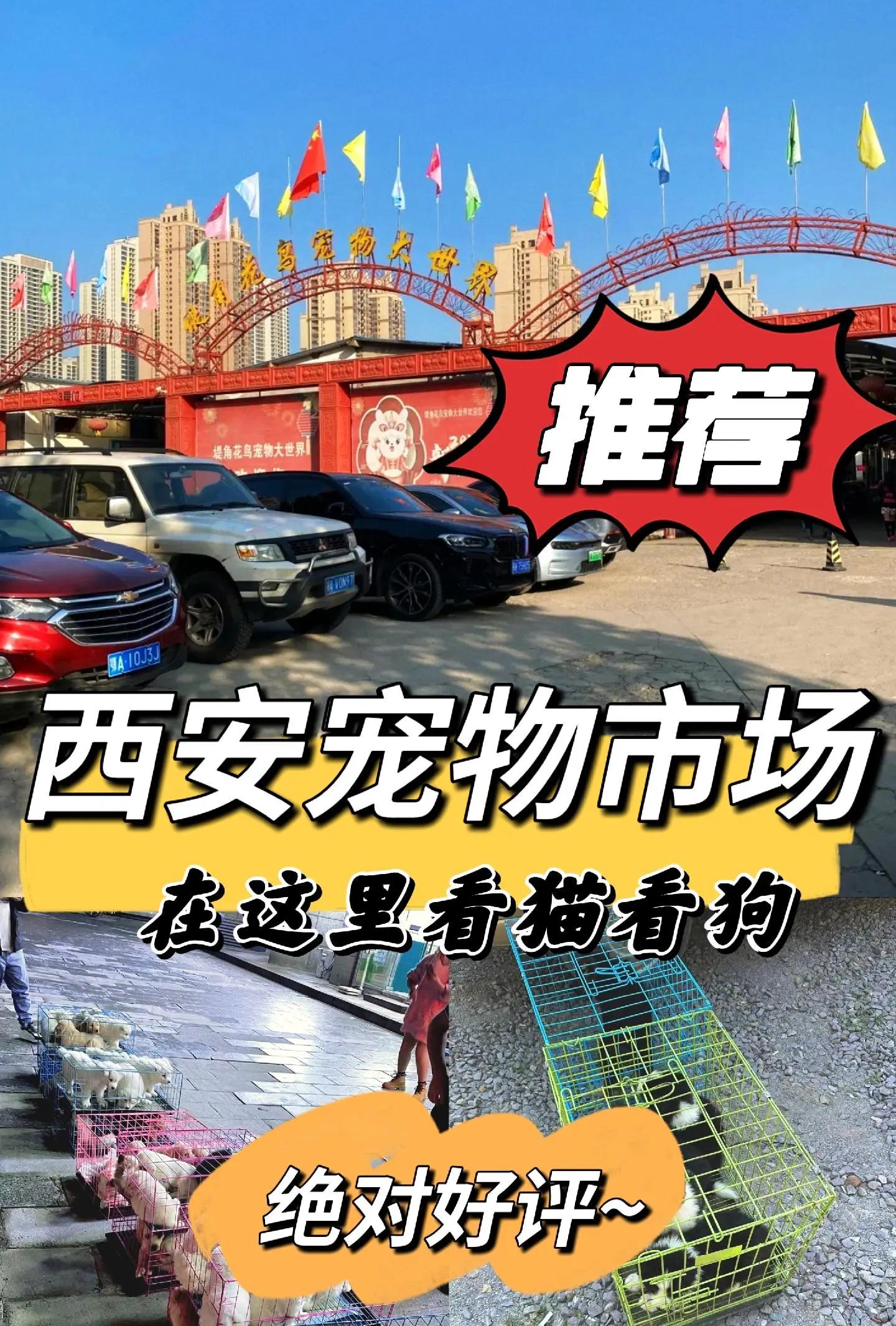 西安宠物买卖 西安宠物买卖网