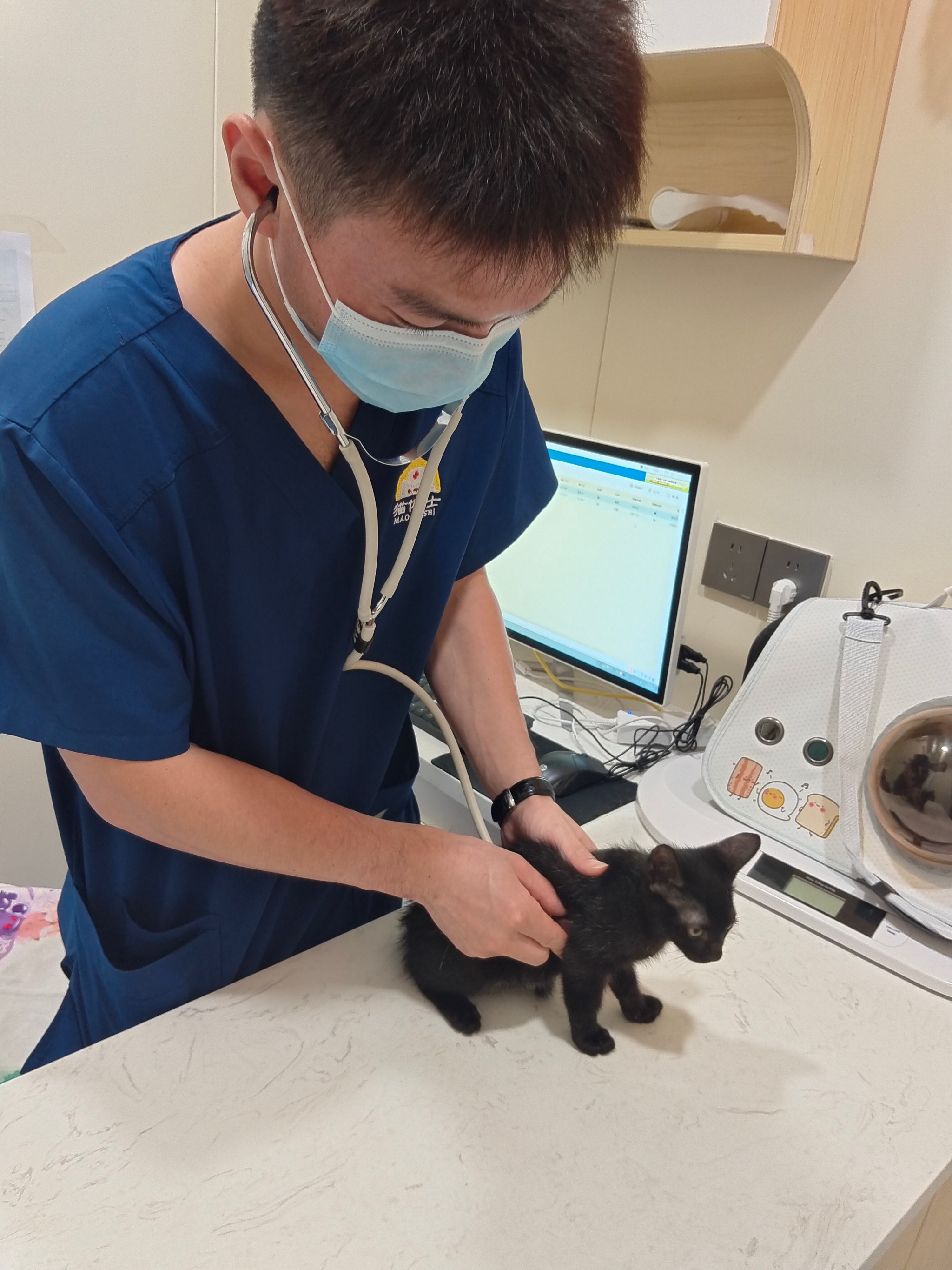 宠物外科培训 宠物医院培训课程