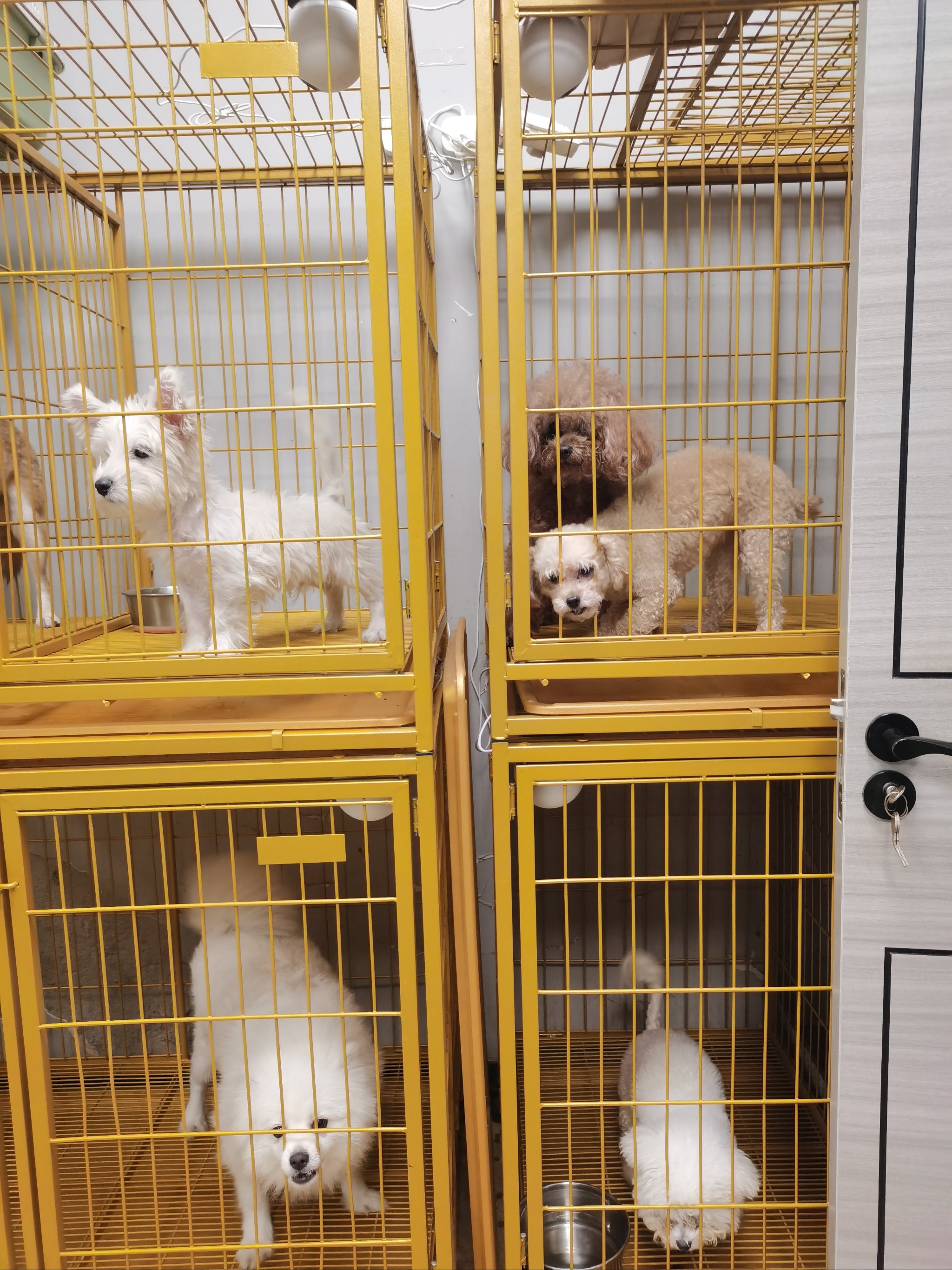 理想宠物店 我的理想开宠物店作文