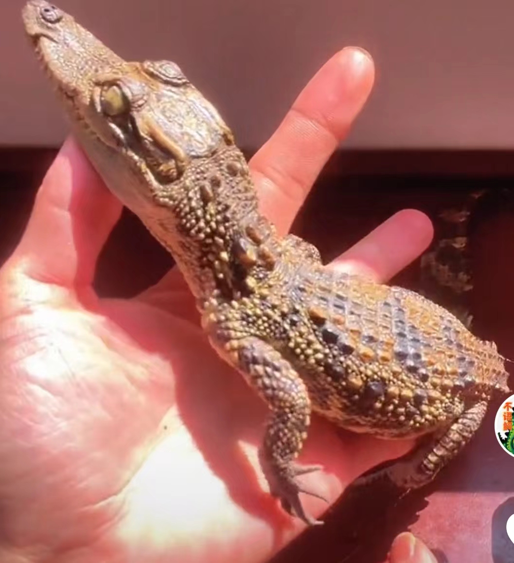 鳄鱼宠物怎么养 宠物鳄鱼饲养教程