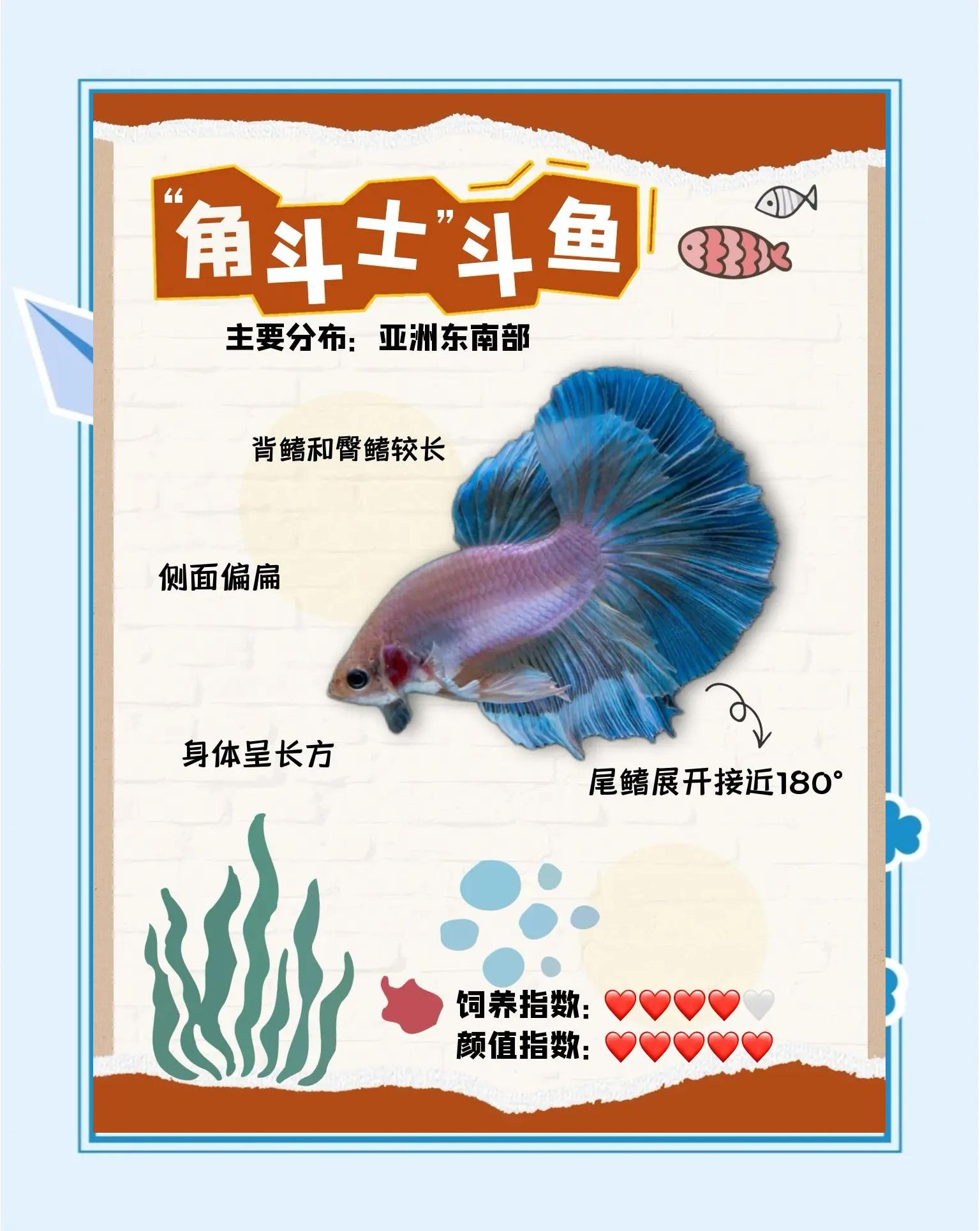斗鱼需要打氧吗 斗鱼需不需要打氧气