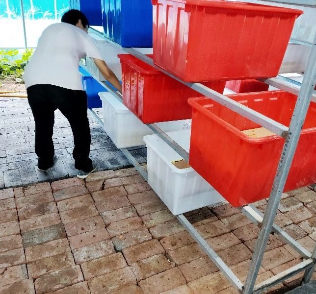 杜比亚蟑螂怎么养 杜比亚蟑螂怎么养才安全