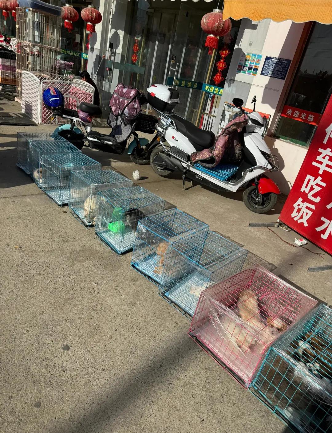 乐山宠物买卖 乐山宠物狗商家