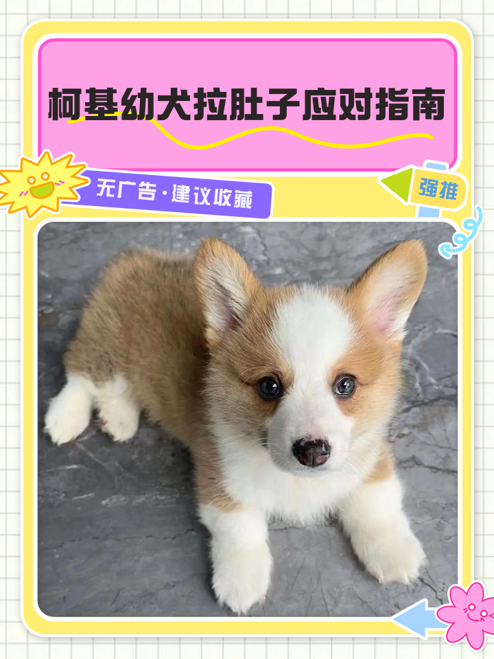 狗拉肚子怎么办 一个月小狗拉肚子怎么办