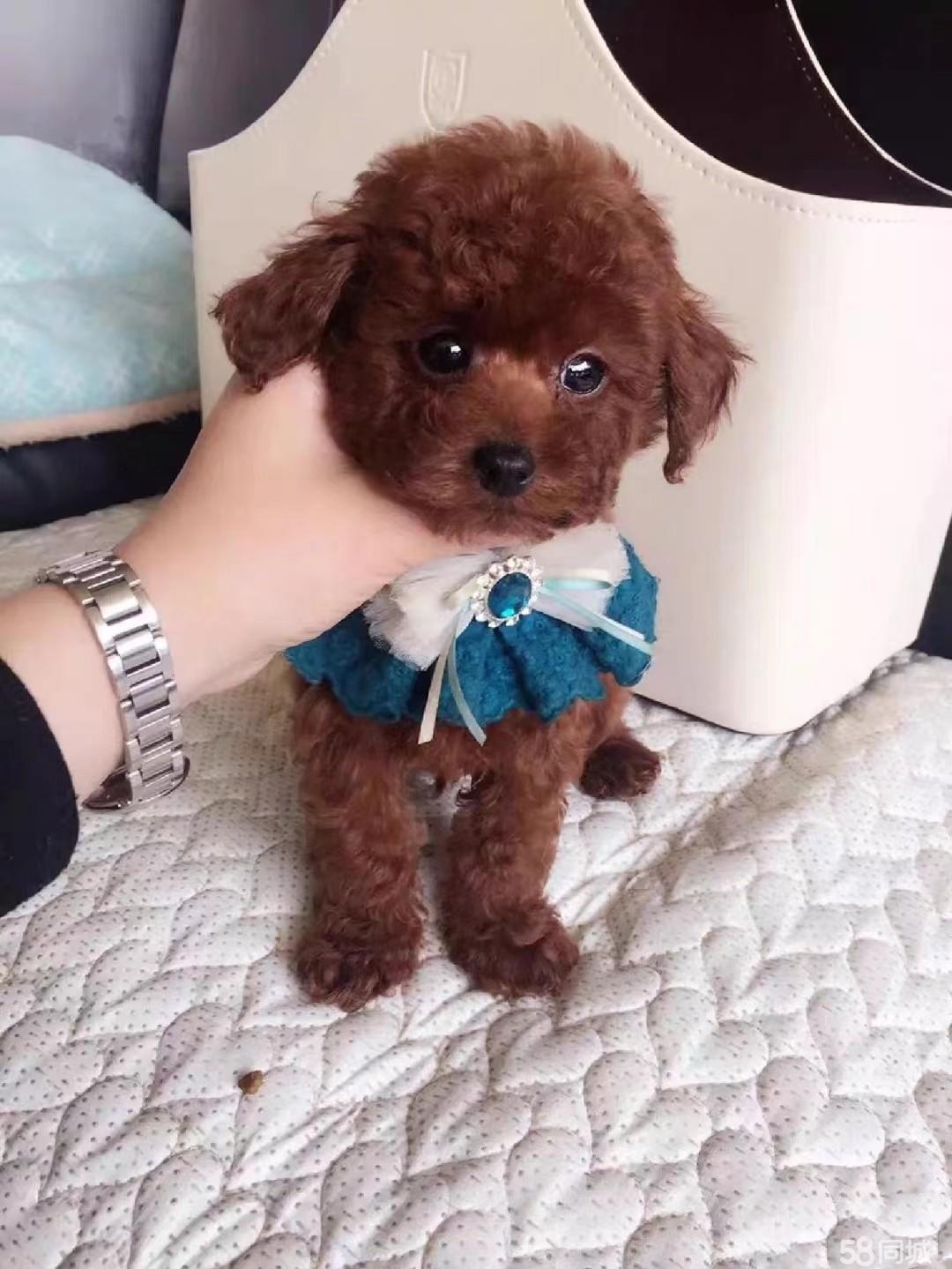 宠物狗泰迪的图片 泰迪狗图片动漫超萌