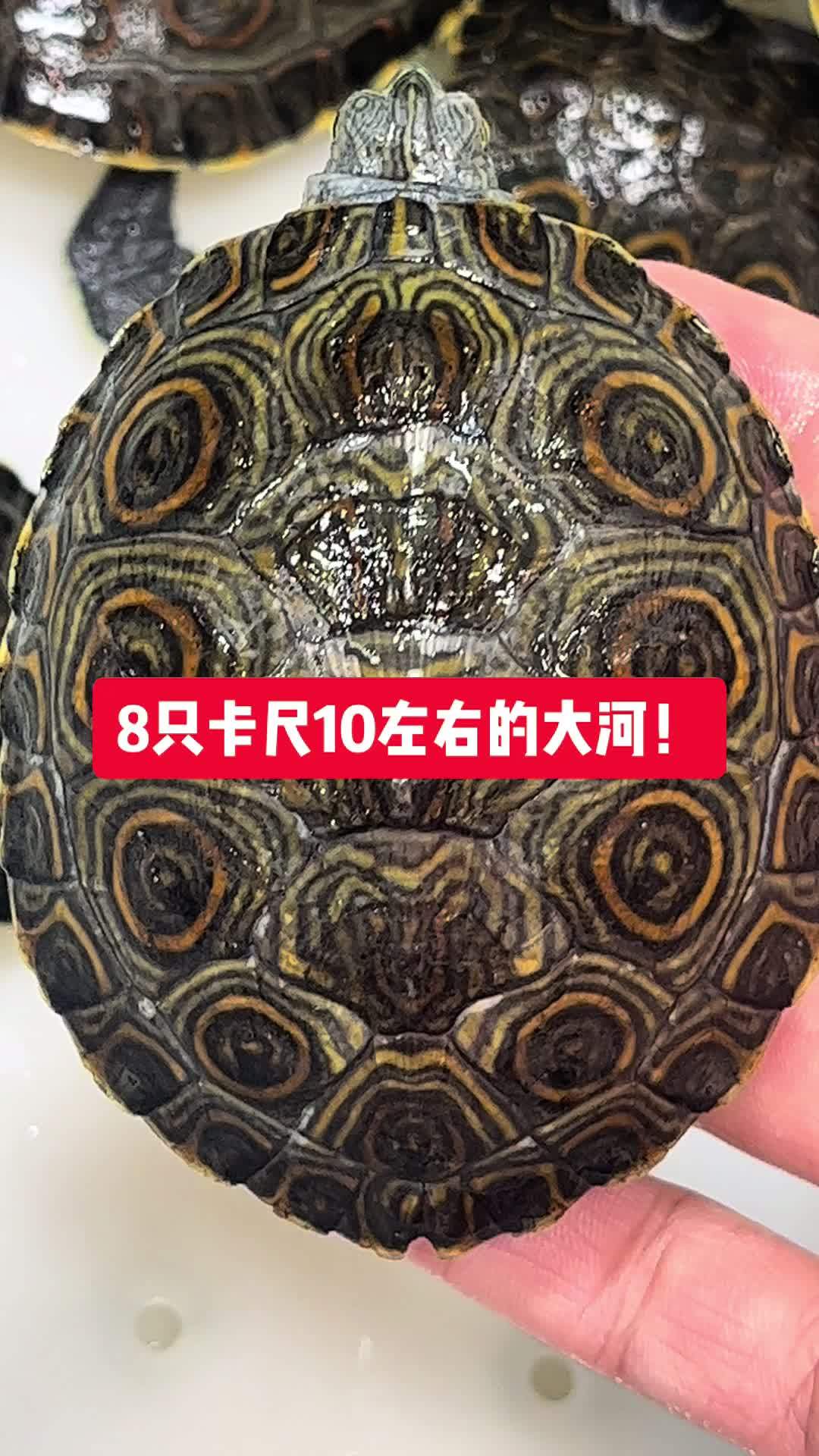 大河甜甜圈龟 大河甜甜圈龟长大后的样子