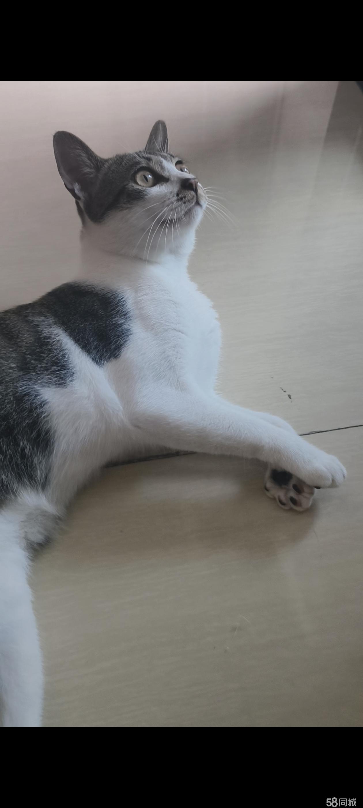 惠州宠物领养中心 惠州哪里有领养宠物猫