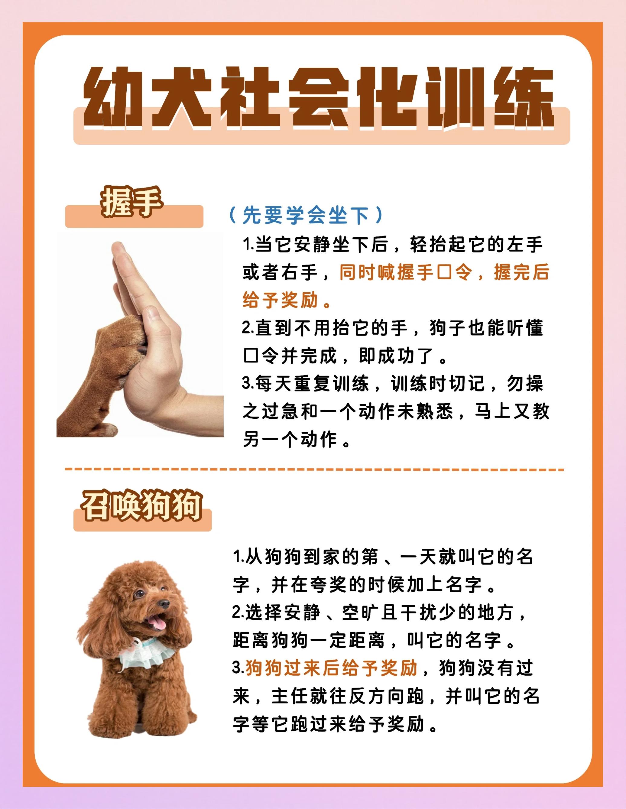 训练宠物猫的方法 怎么训练宠物猫大全