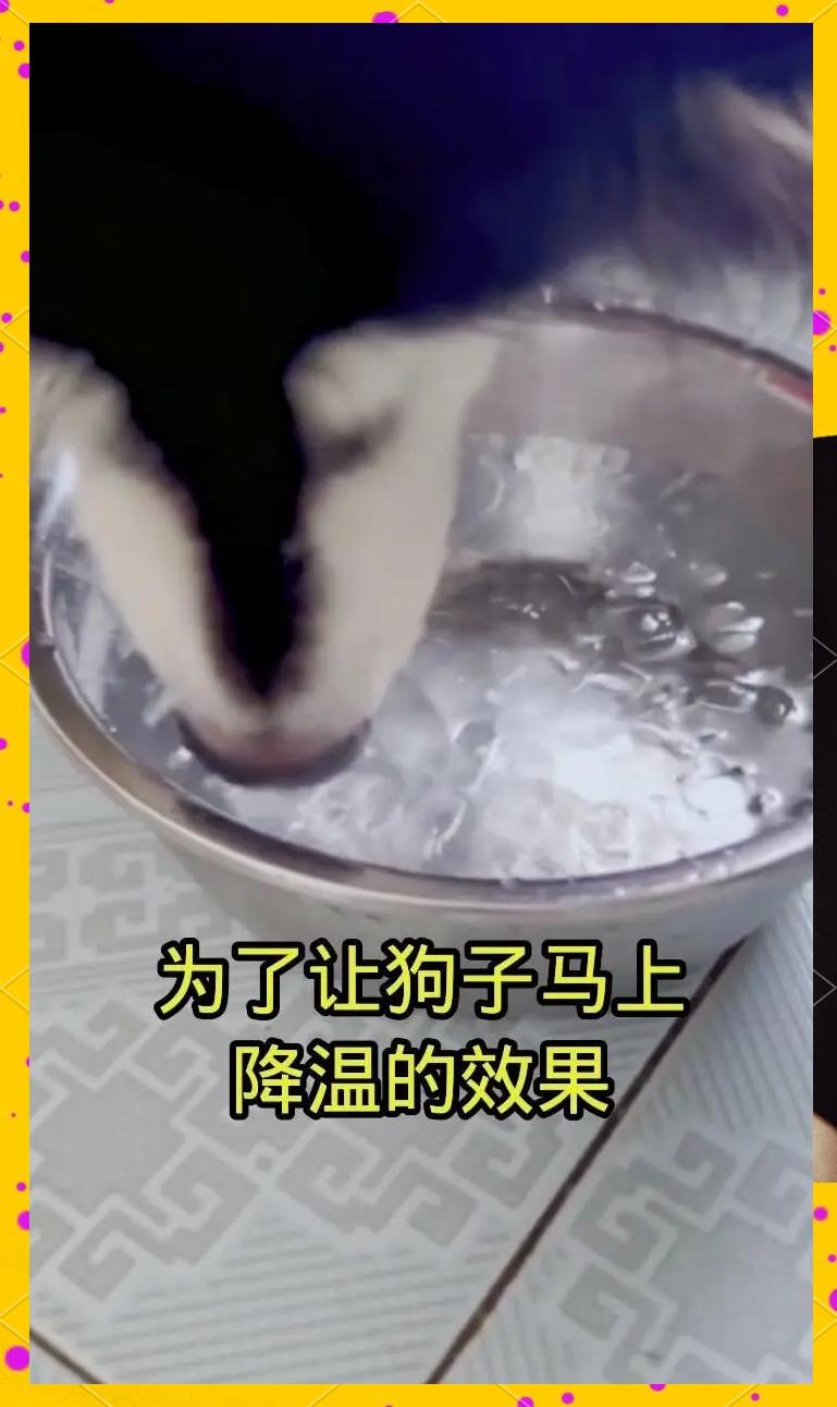 宠物狗误区 宠物狗有毒吗