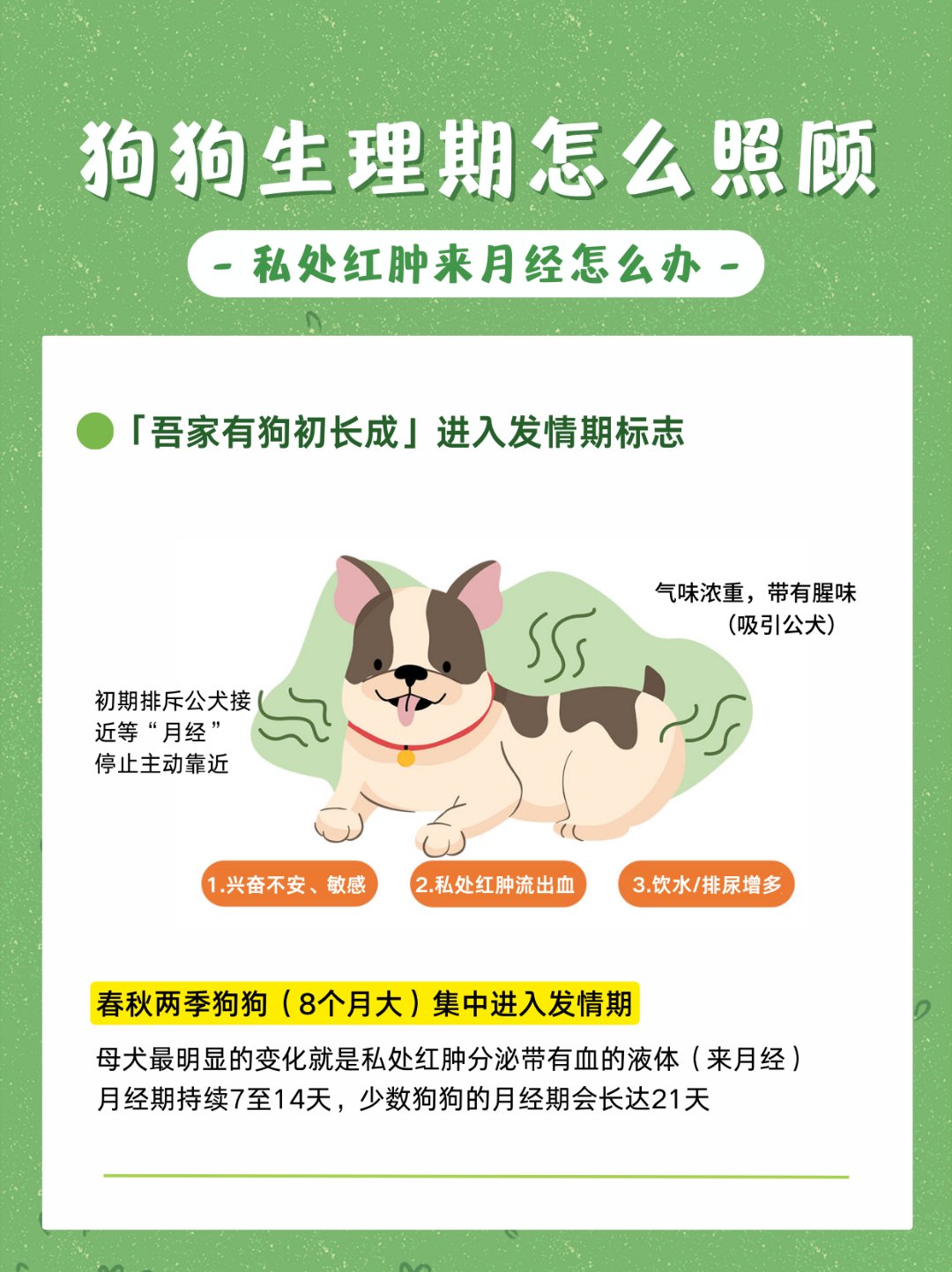 宠物狗来月经 宠物狗来月经怎么办